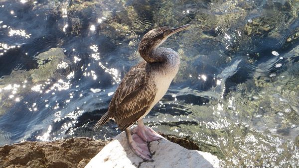 European Commission to refer Slovenia to Court for Breach of Birds Directive