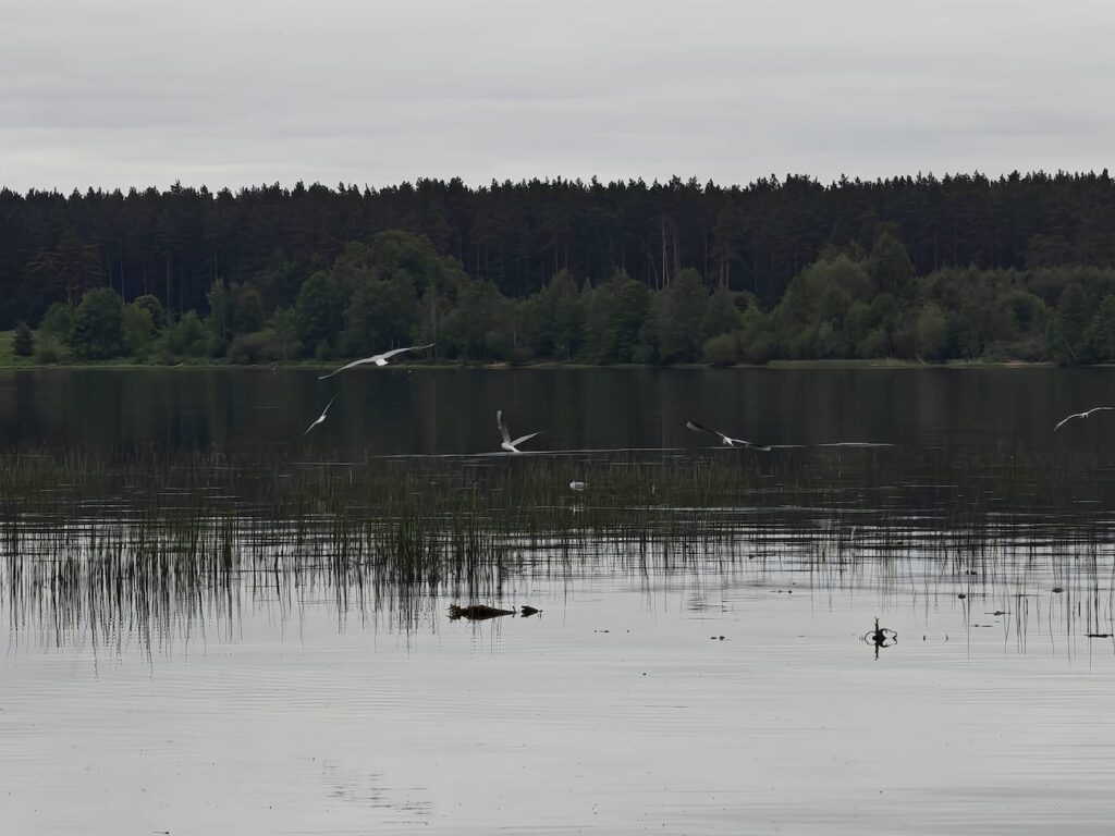 Foggy mornings, warm days and thunderstorms – latest weather forecast for Latvia
