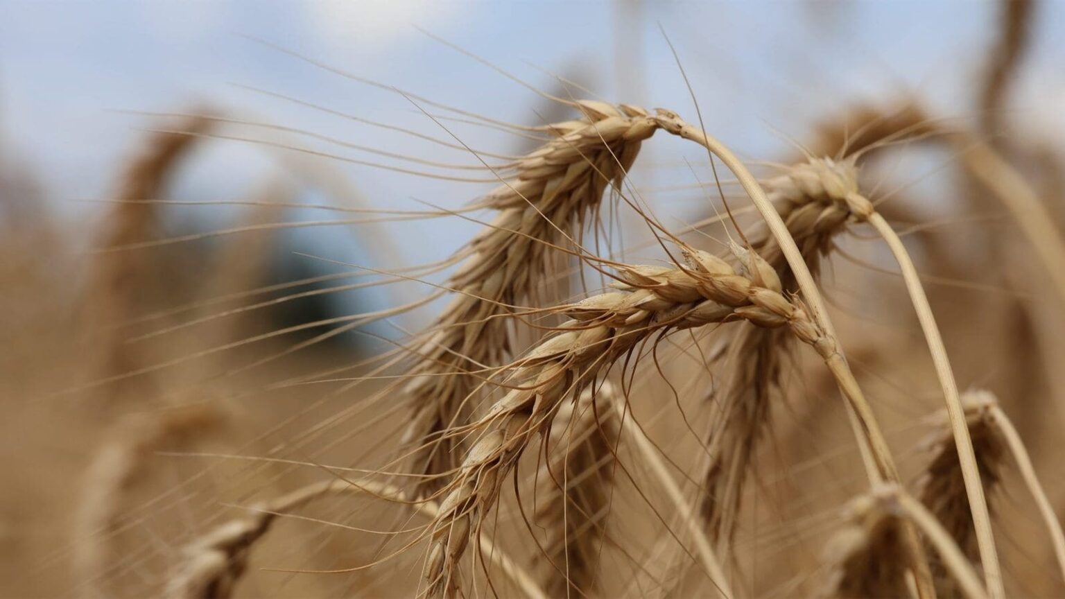 Egypt wheat procurement reaches 4.3M tonnes as harvest nears target – Milling Middle East & Africa Magazine Egypt wheat procurement reaches 4.3M tonnes as harvest nears target - Milling Middle East & Africa Magazine