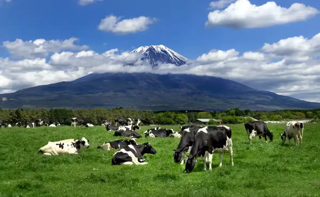 Hidden Wonders Shizuoka Ranch