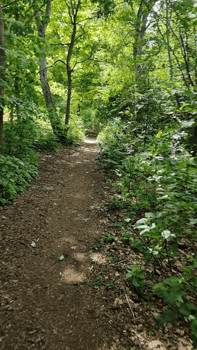 A lovely hike in the beautiful forest near Silkeborg - Denmark