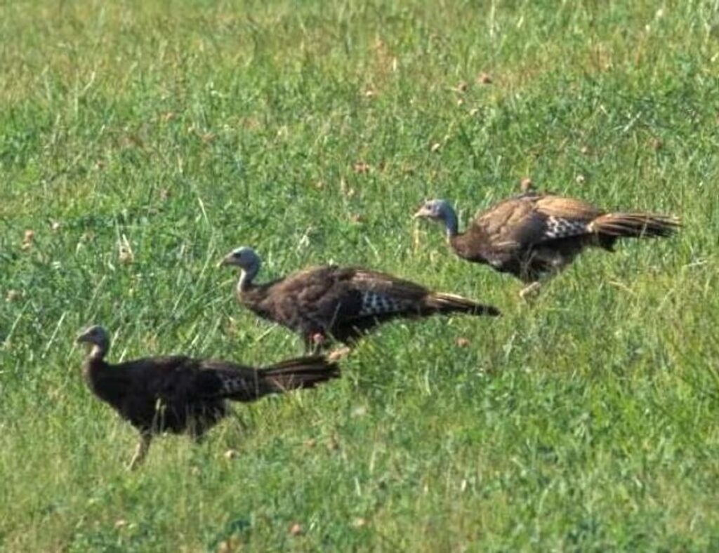 Report turkey sightings to help with MDC wild turkey brood s...