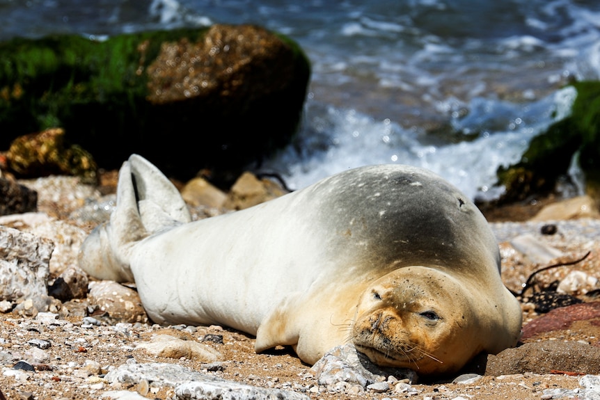 A seal lies on the rock.