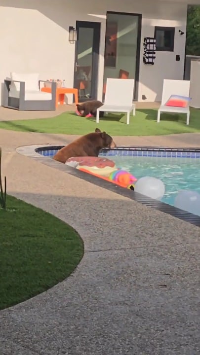 Mama bear and her cub enjoying the pool