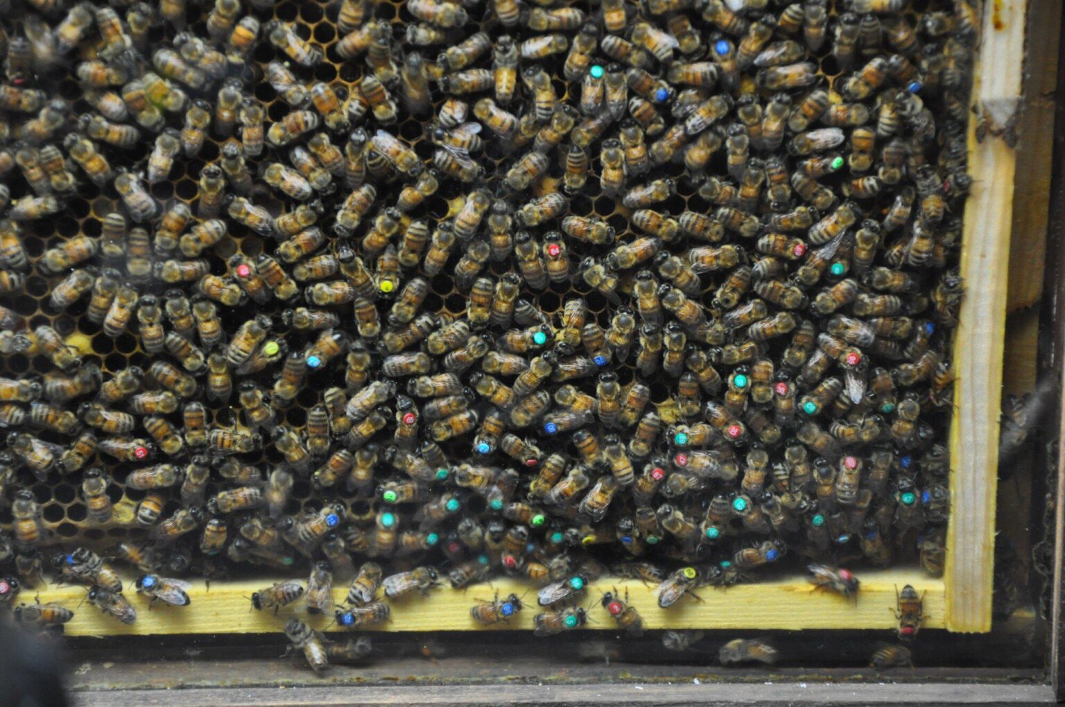 Honeybees adjust their dances based on information reliability, study reveals