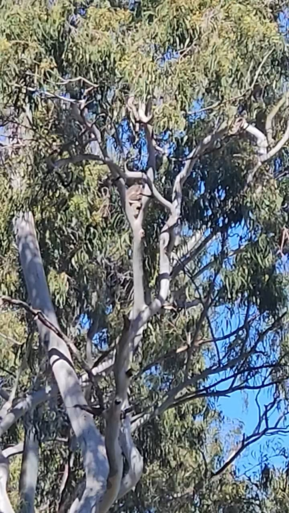 Quick update on Leaf (the one-eyed koala at Ormiston College): She’s thinning out from the stress, and the school is reportedly waiting for school holidays to clear more.
