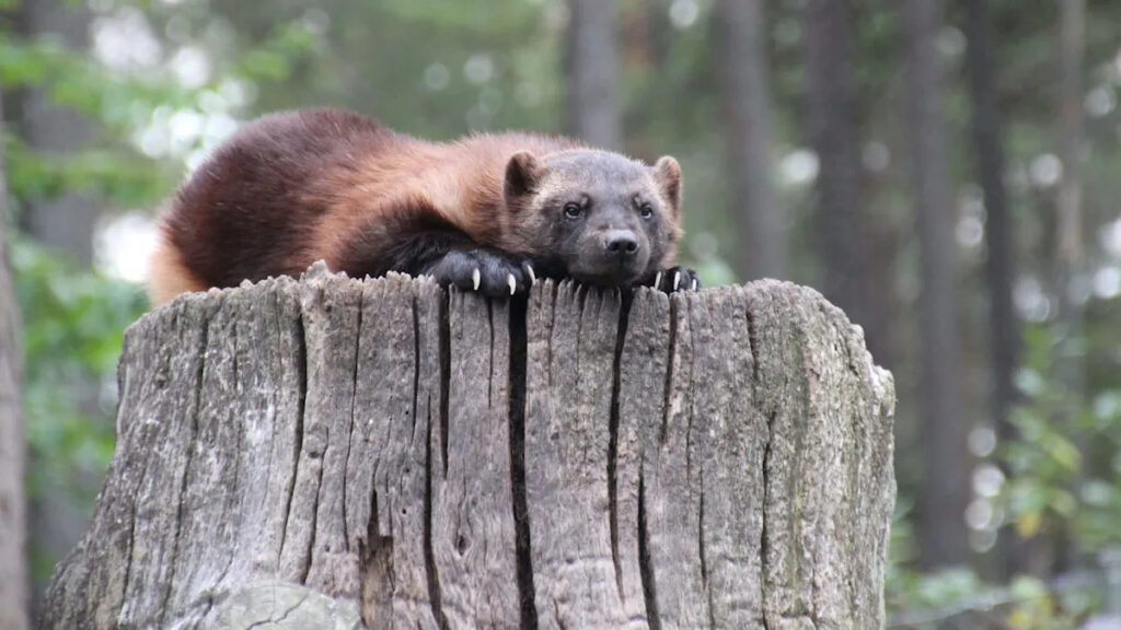 Sweden’s once-celebrated wolverine rescue program is now unraveling, researchers warn Sweden's once-celebrated wolverine rescue program is now unraveling, researchers warn