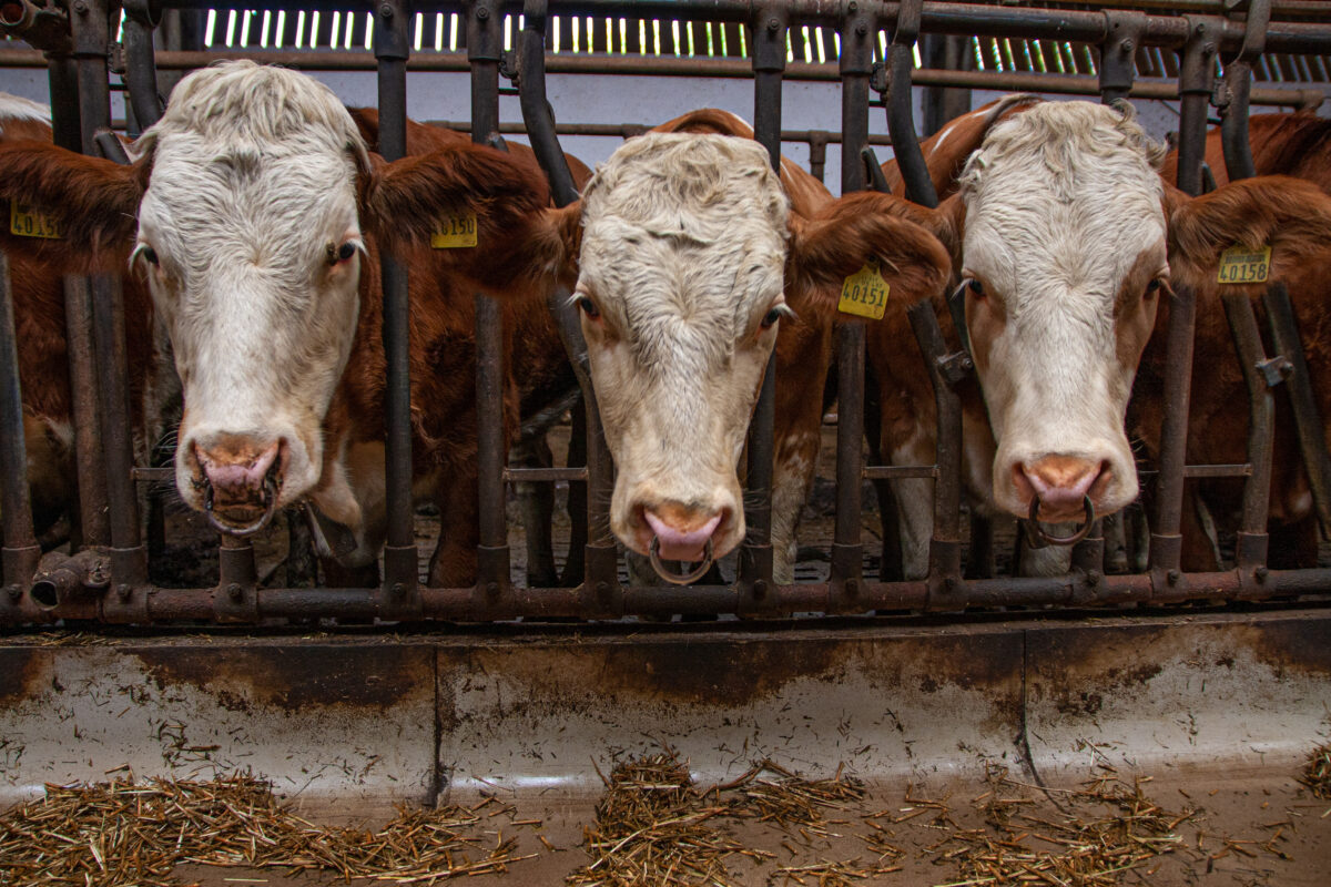 Photo shows three cows in a factory farm. Canada has announced a new USD $2.1 billion (CAD $3 billion) food strategy, but it doesn’t mention plant-based or alternative proteins once