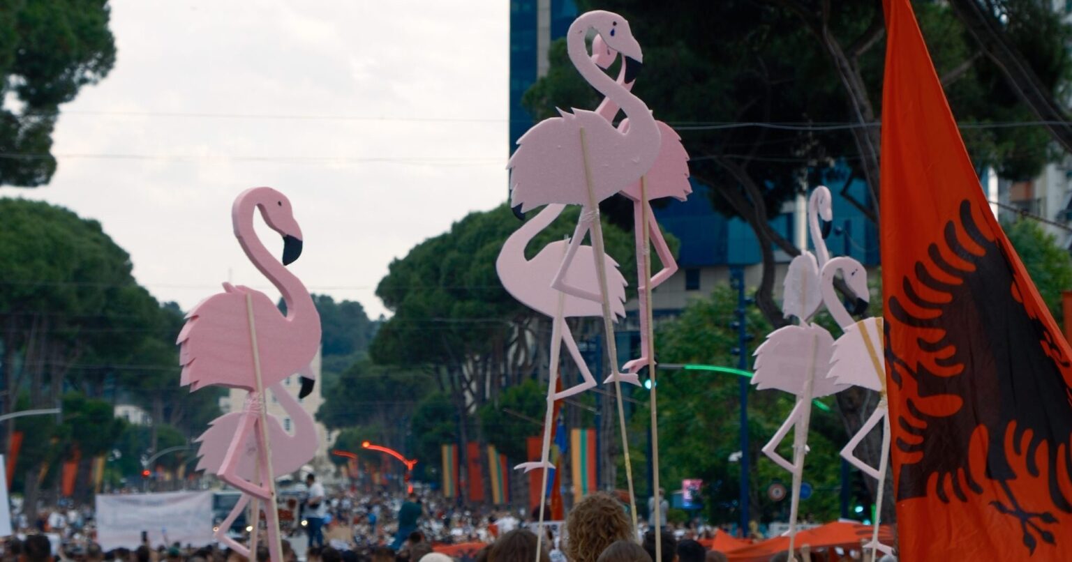 Albania’s flamingo protests - BirdLife International