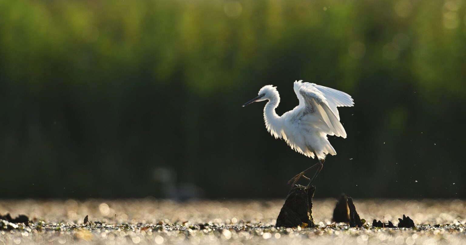 EU Parliament rapporteurs fail nature in National and Regional Partnership Plans (NRPP) draft report EU Parliament rapporteurs fail nature in National and Regional Partnership Plans (NRPP) draft report