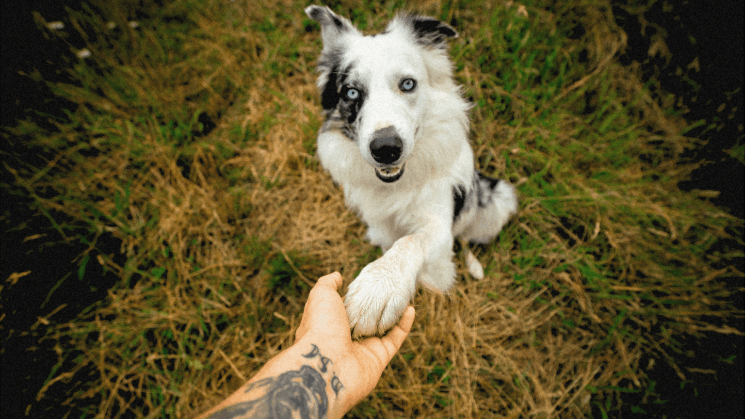 How to Tell If Your Dog Is Right-Pawed or Left-Pawed, According to Science How to Tell If Your Dog Is Right-Pawed or Left-Pawed, According to Science