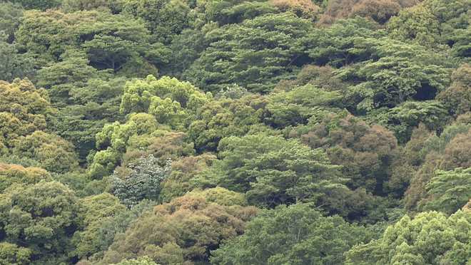 terrain in japanese woods