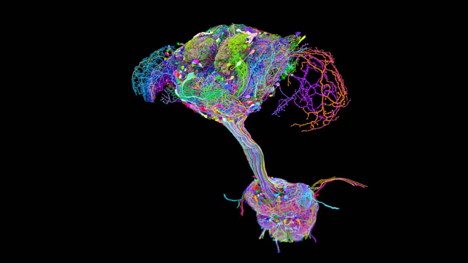 Scientists mapped every neural connection in a fruit fly and found a surprise Scientists mapped every neural connection in a fruit fly and found a surprise