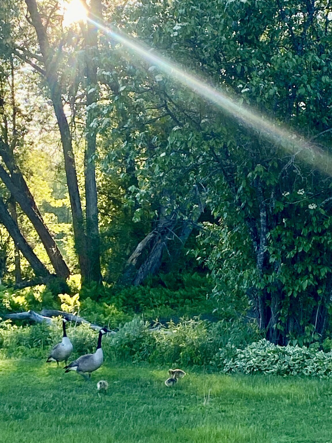 Canada Geese in a Meadow