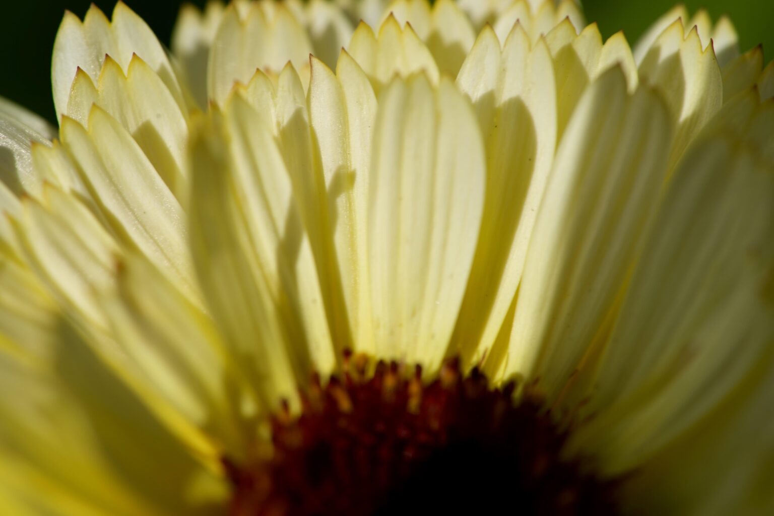 Gerbera Daisy [OC]
