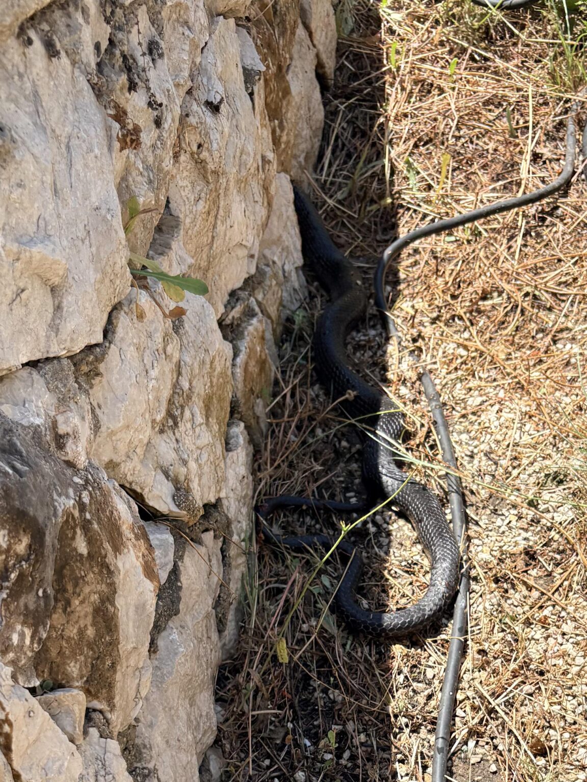 Is it a poisonous snake?