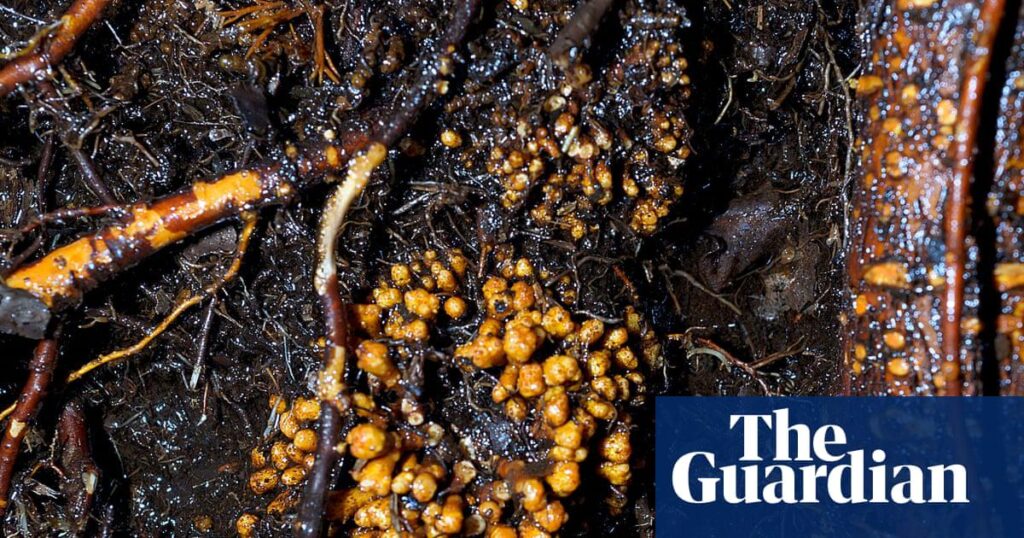 Subterranean fungi networks more than 100 quadrillion km in length, study finds. First ever global mapping of arbuscular mycorrhizal fungi shows scale of hyphal systems that sustain plant life. If stretched end to end, they would reach a length of almost 750m times distance from Earth to the sun. Subterranean fungi networks more than 100 quadrillion km in length, study finds. First ever global mapping of arbuscular mycorrhizal fungi shows scale of hyphal systems that sustain plant life. If stretched end to end, they would reach a length of almost 750m times distance from Earth to the sun.