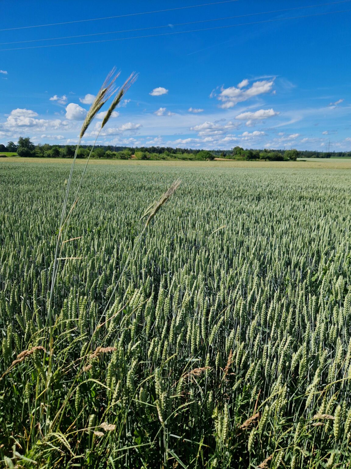 Nothing beats the peacefulness of an open field and a clear blue sky