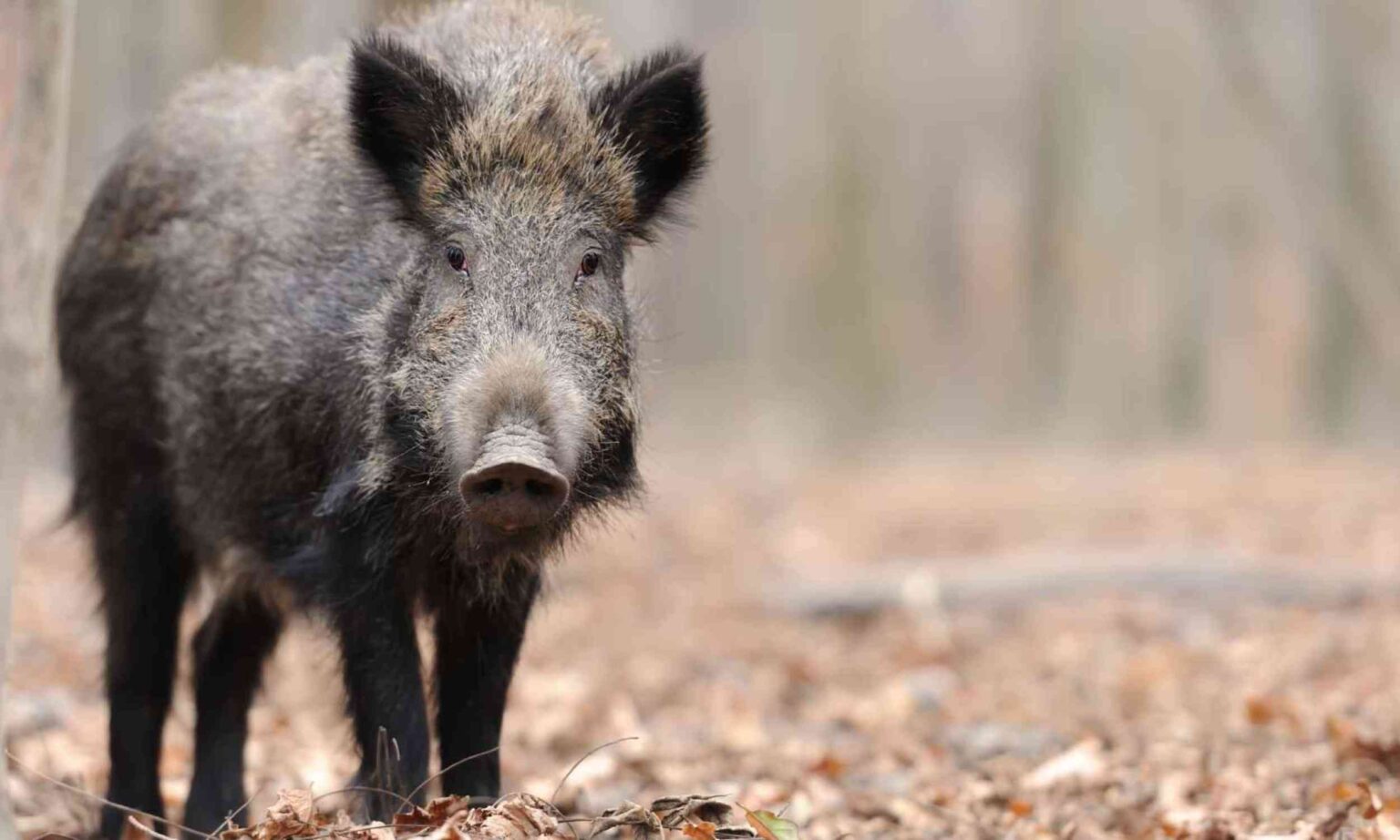 Japan may soon be filled with deer and wild boar as people disappear from rural land Japan may soon be filled with deer and wild boar as people disappear from rural land
