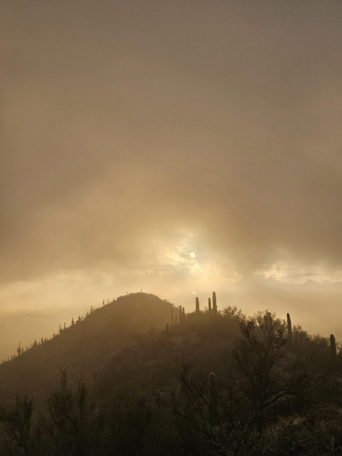 Another post rain desert landscape