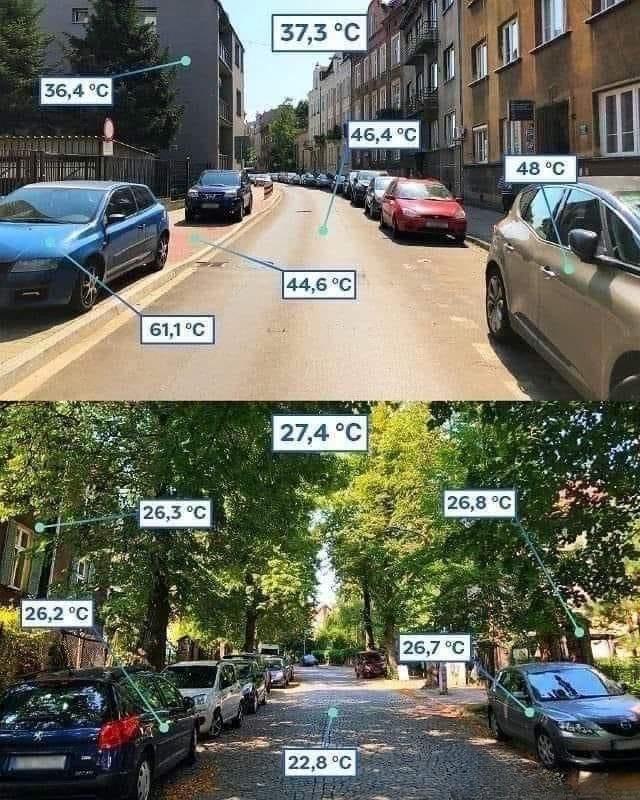 The impact of urban trees on street temperatures. Real measurements from Kraków, Poland during a hot day.