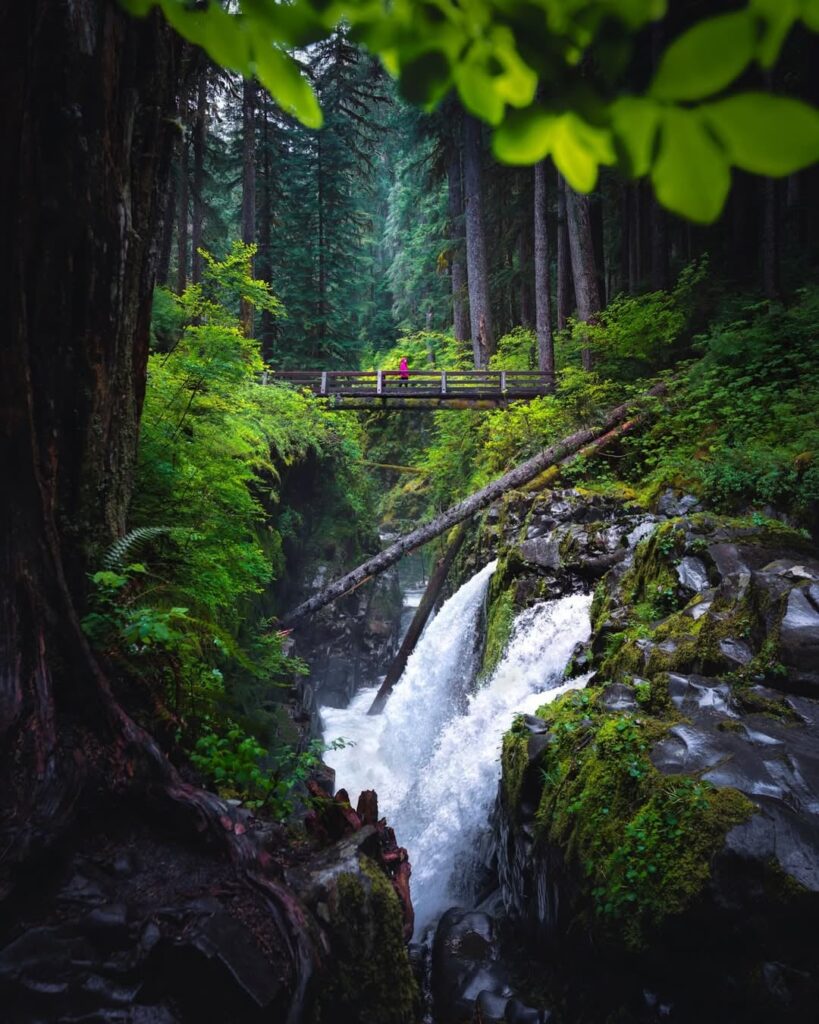 Olympic national park