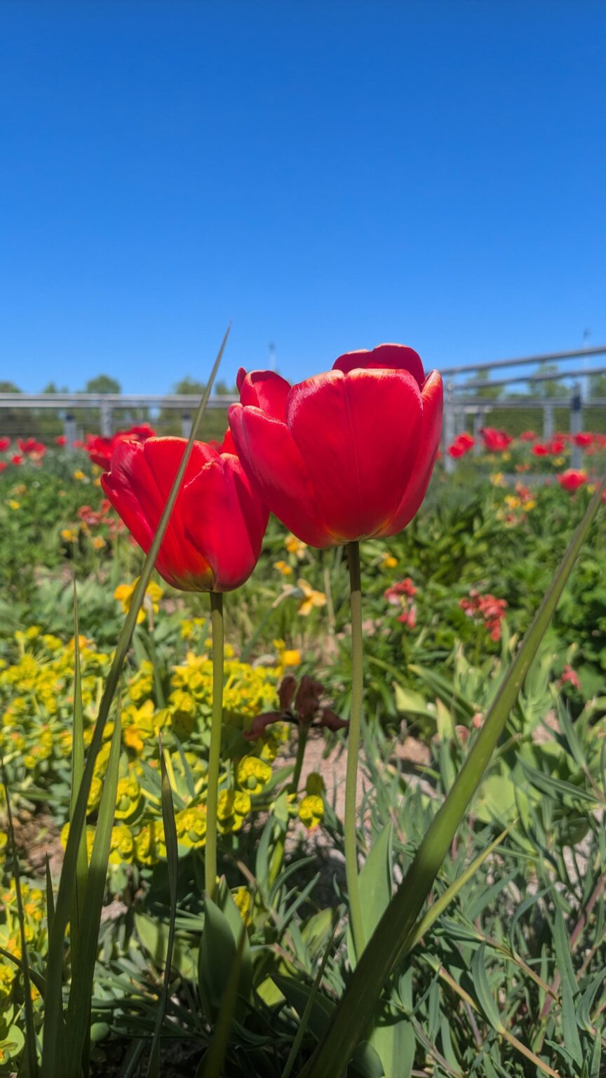 Blooming season