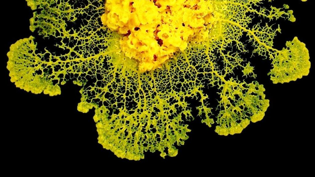 Physicists Discover How Slime Mold 'Makes Decisions' Without a Brain