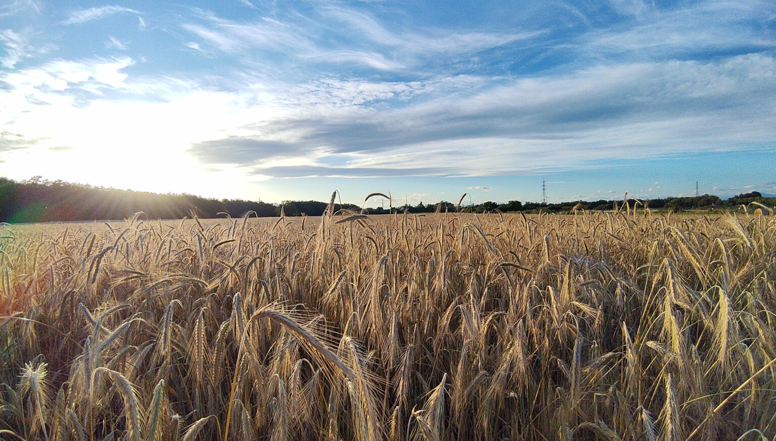 Italia, wheat field