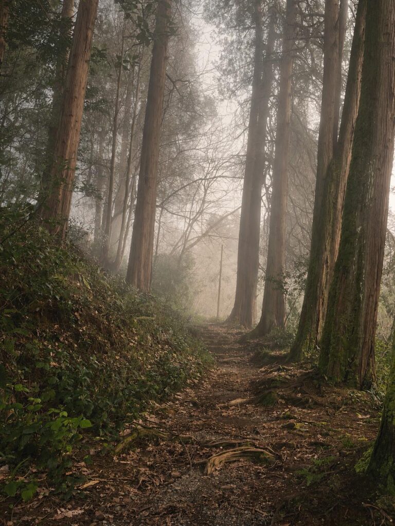 Somewhere in the woods