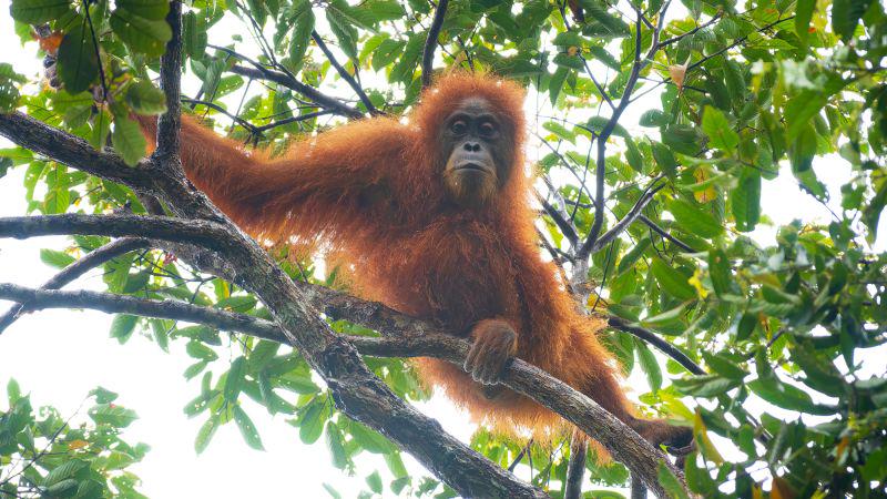 How one devastating cyclone wiped out 7% of the planet’s rarest great apes