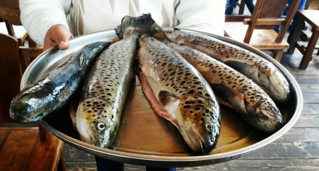 Caucasian Knot | Fish supplies from Armenia to Russia have been completely suspended. Caucasian Knot | Fish supplies from Armenia to Russia have been completely suspended.