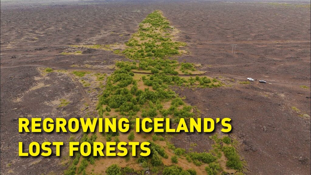 Weekend video: Iceland lost its forests. Can it get them back?