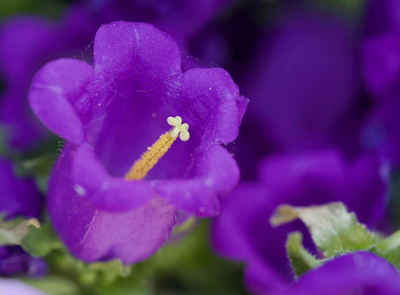 Purple Bellflower [OC]
