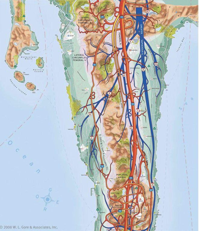 Map of the vascular system of the thigh