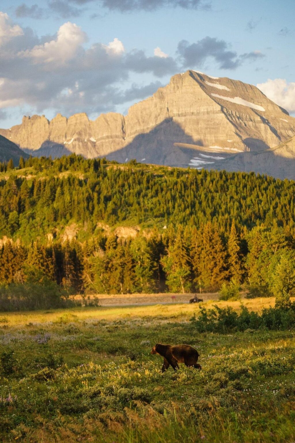 Meeting with a bear in Glacier National Park