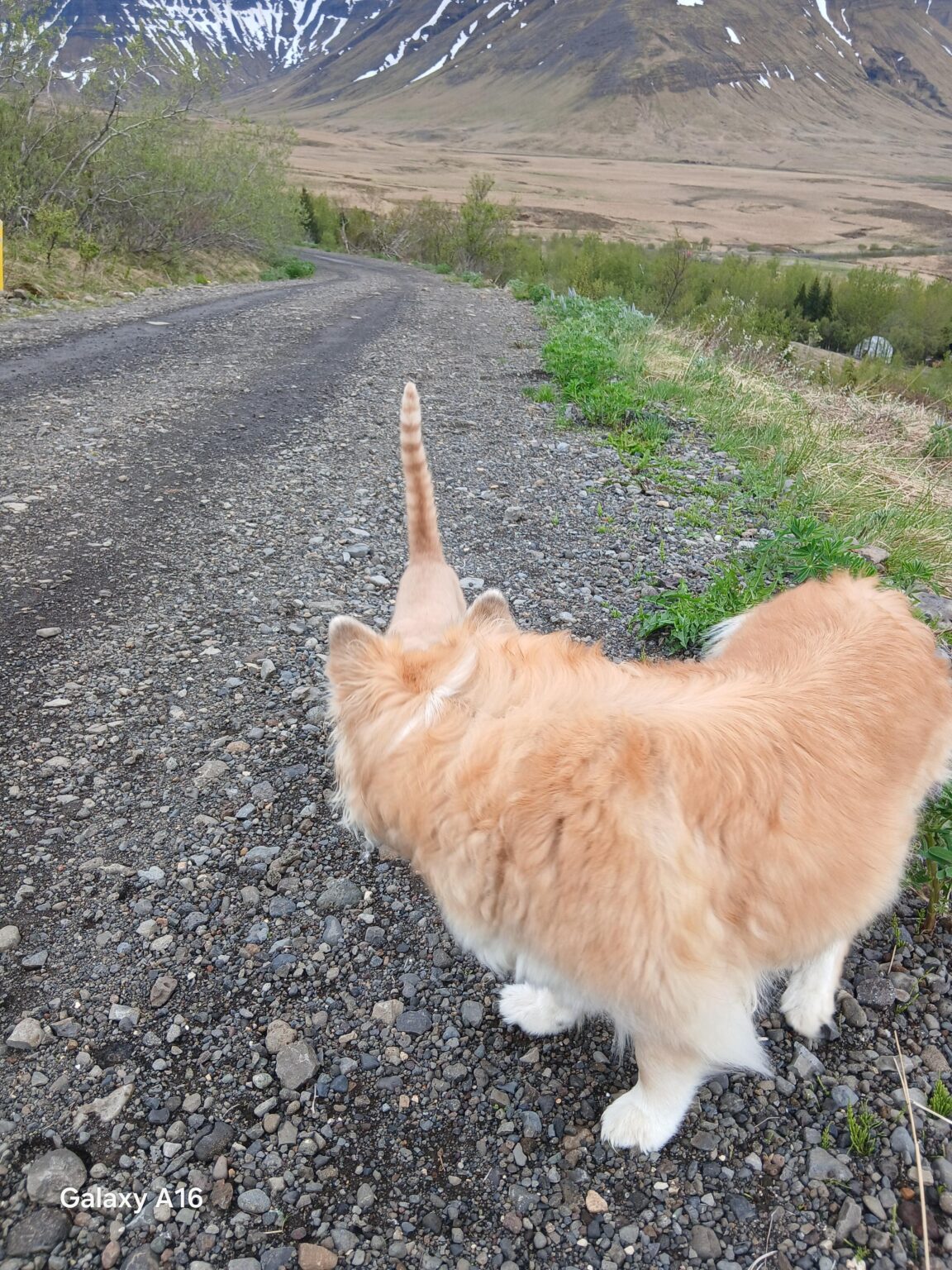 Just an Icelandic Unicorn 🦄