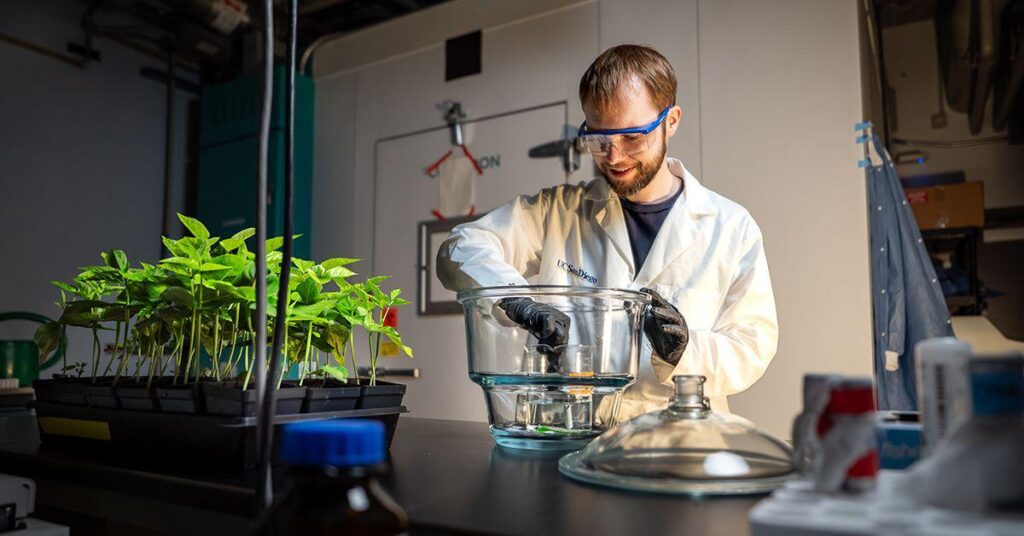 Plants could be used to grow medicines in space, study shows: « UC San Diego engineers are growing plants in simulated space conditions to explore their potential for producing pharmaceuticals in space. » Plants could be used to grow medicines in space, study shows: « UC San Diego engineers are growing plants in simulated space conditions to explore their potential for producing pharmaceuticals in space. »
