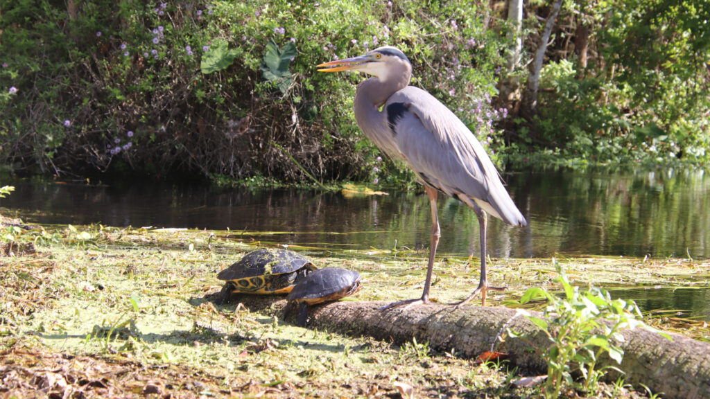 Florida’s conservation model saves habitat, wildlife Florida’s conservation model saves habitat, wildlife
