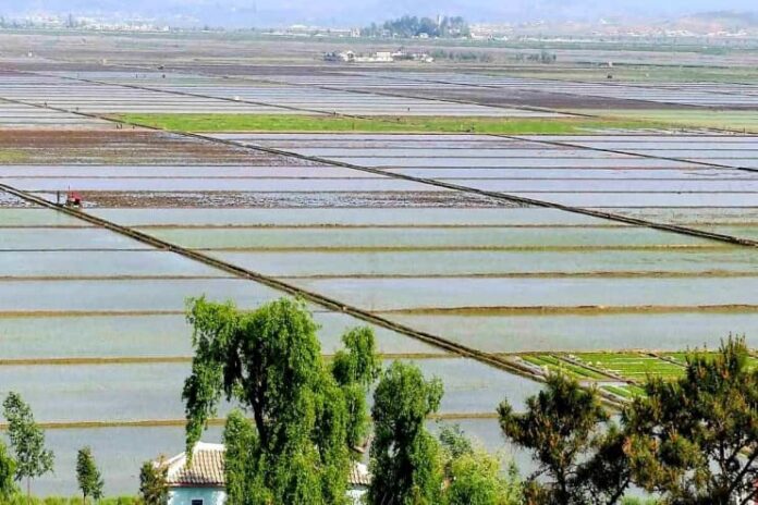 A wide aerial view of flooded rice paddies divided by raised earthen paths, with a small tractor working one field, trees and a rooftop in the foreground, and a village and hills in the distance, in Anak county, South Hwanghae province, North Korea.