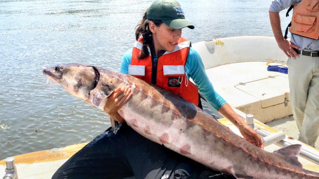Sturgeon sex creates thundering noise in New York Sturgeon sex creates thundering noise in New York