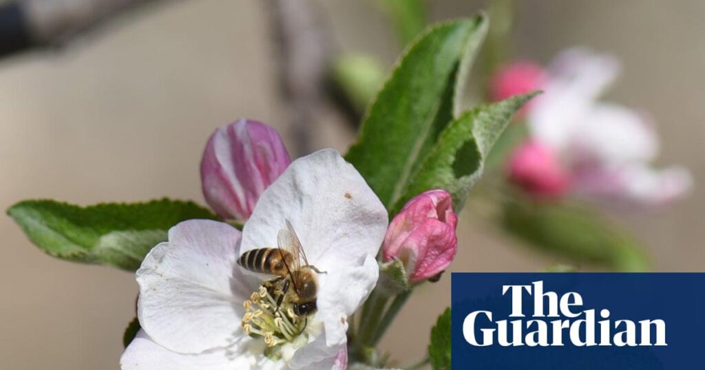 Pollinators in peril: scientists reveal the hidden human health costs of the world’s disappearing bees | Bees Pollinators in peril: scientists reveal the hidden human health costs of the world’s disappearing bees | Bees