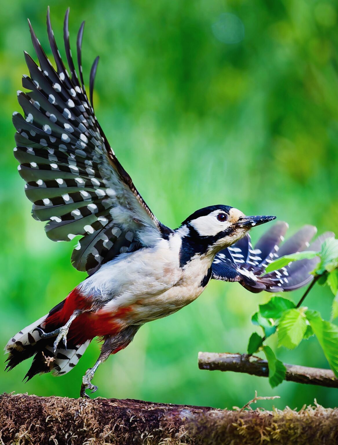 “Taking Off”… Great Spotted Woodpecker