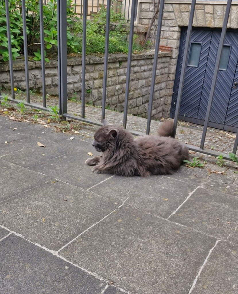 Saw this majestic cat