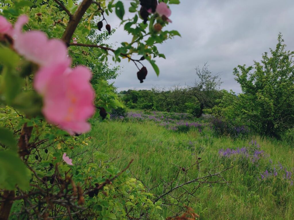 Abandoned farm apple orchard. Central Ukraine