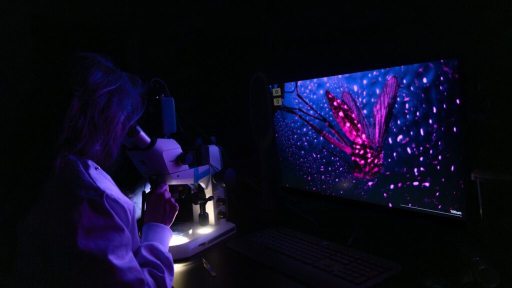 From neon mosquitoes to winged migrations, top images captured by scientists : NPR From neon mosquitoes to winged migrations, top images captured by scientists : NPR