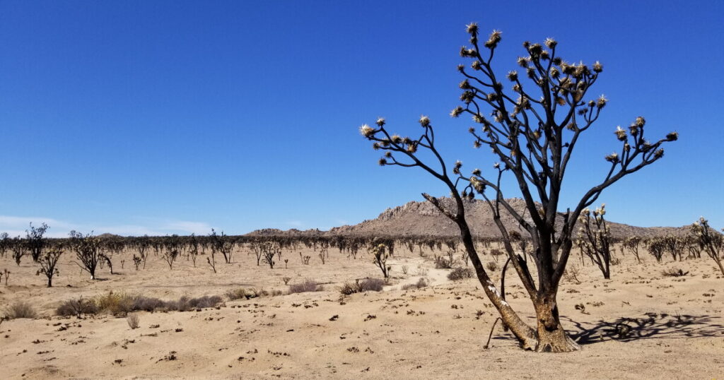 Scientists find thriving fungi, a hopeful sign where 1.3 million Joshua trees were burned Scientists find thriving fungi, a hopeful sign where 1.3 million Joshua trees were burned