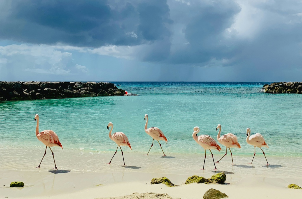 Jared Kushner’s Albania luxury resort plan sparks protests over flamingo habitat parallax background