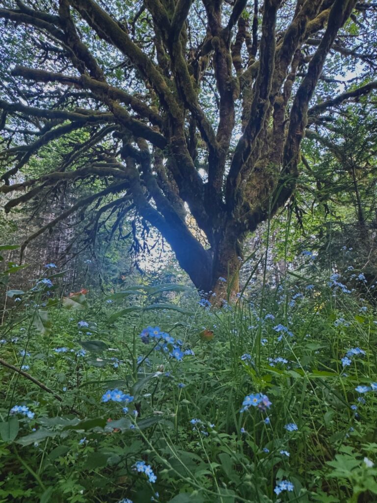 Springtime in Washington