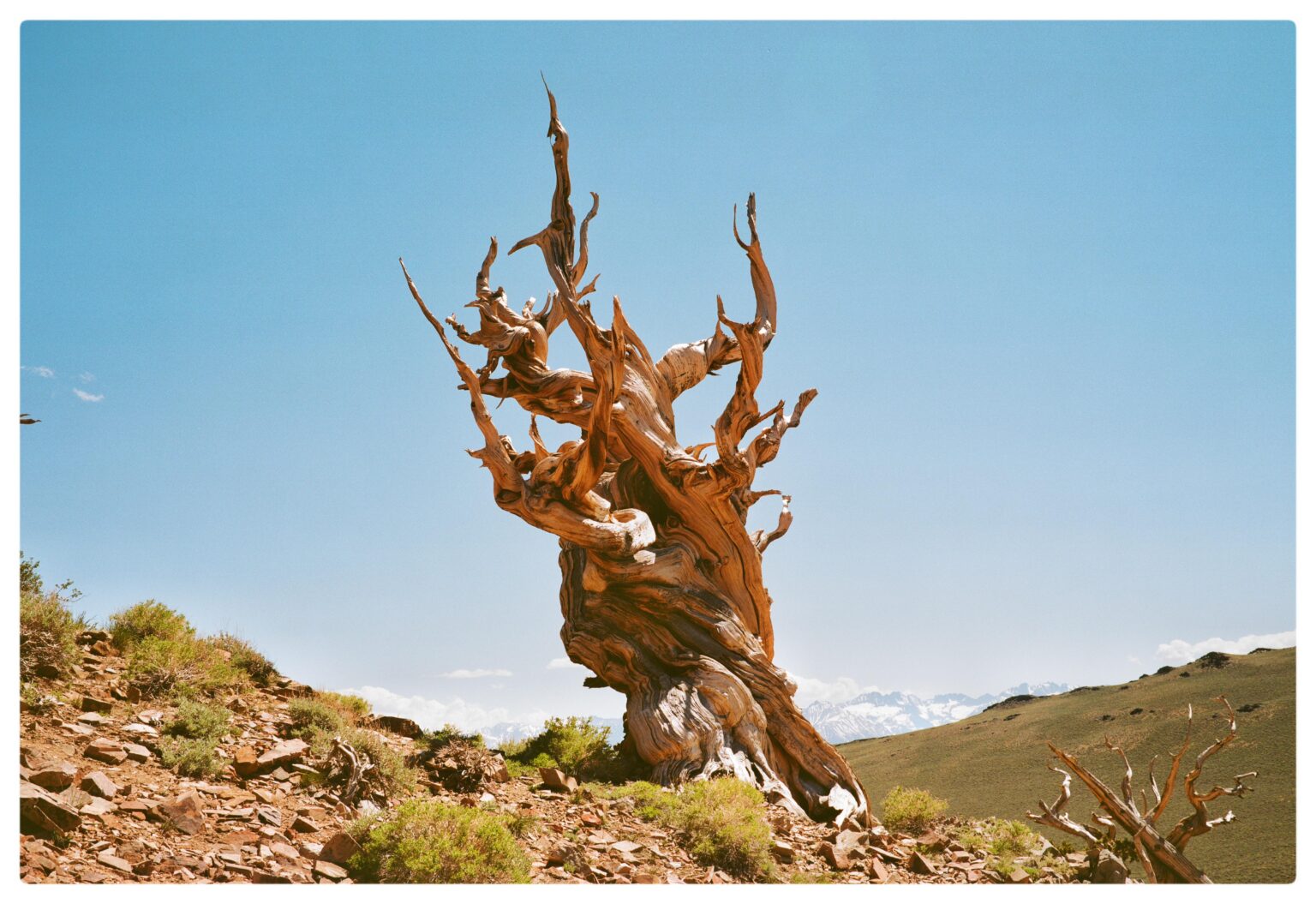 Schulman Grove, Inyo National Forest, CA.